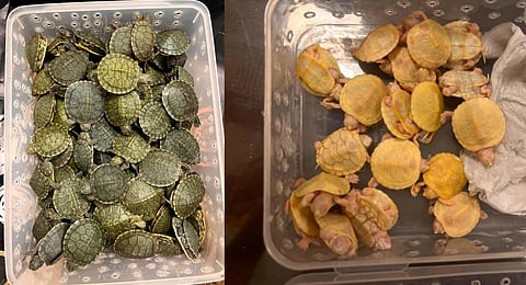 The seized red-eared slider turtles. 