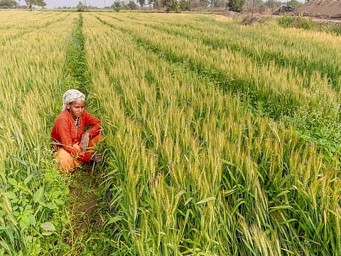 Kharif crop