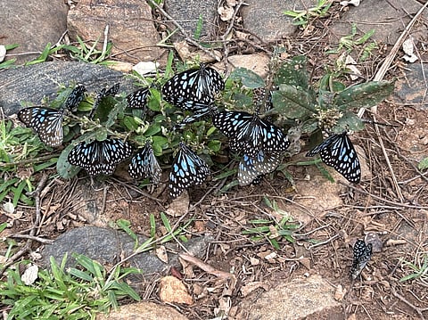 Coimbatore: Butterflies migrated from Easter ghats to Wester ghats at the end of Southwest Monsoon. 