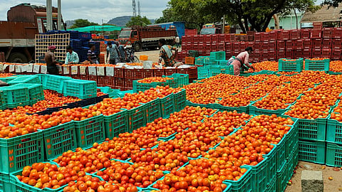 Tomato