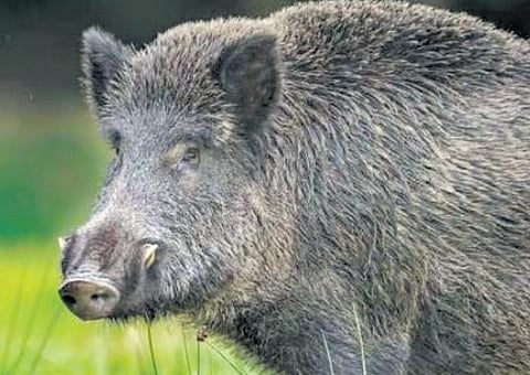 Wild boar menace: LSGs struggling as shooters demand higher pay in Kerala