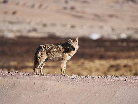 Four wolves were brought from Patna Zoo to Delhi Zoo as part of the exchange programme, an official said.
