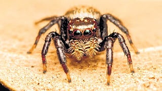 Tenkana jayamangali, the new genus of jumping spider 