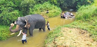 Tamed elephants take a break after the mission is withdrawn.