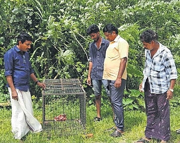 Laiju K M (left), Manakkapady North ward member, inspects the cage set 
up in Karumalloor along with villagers 