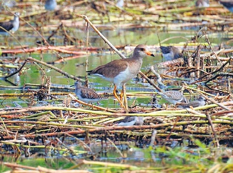 Grey-headed lapwing