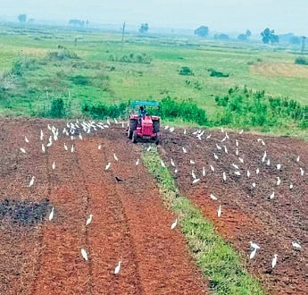 A farmer ploughing his farm field to raise groundnut crops 