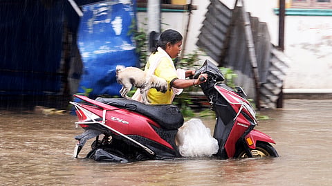 A woman and her pet dog crossing a flooded road at Vyasarpadi. 