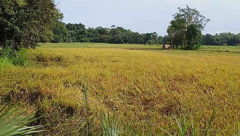 Farmers seek assessment of crop loss and compensation    