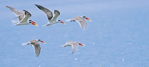 Rare Indian Skimmer birds spotted at Lower Manair Dam in Telangana 