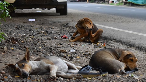 Street dogs in Coimbatore on Tuesday. 