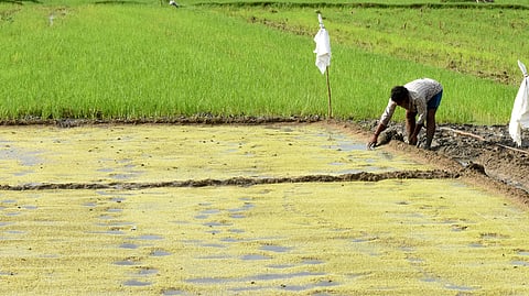 Image of agricultural land used for representational purpose only.