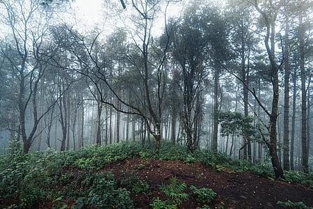 The project aims to convert forest biomass such as pine needles, lantana, bamboo, and other plant residues into a valuable climate asset instead of treating them as waste or allowing them to fuel devastating forest fires.