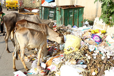 Garbage accumulated in the Kombai Thottam area of Tiruppur. 