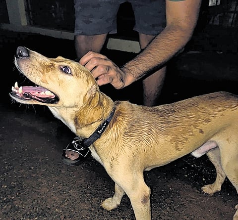 A dog that was found frantically wandering around Pongumoodu 
on Friday