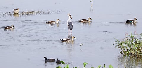 The committee was supposed to conduct periodical inspections on the banks of Vaigai and take action if sewage water is discharged into the river. 