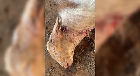 A goat was killed in a suspected wild animal attack in the human habitation at Chinna Thadagam in the city outskirts on Thursday night. 