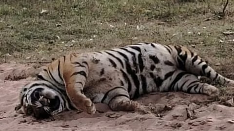 The tiger's carcass