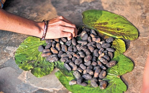 A woman drying mango kernels outside her house in the village 