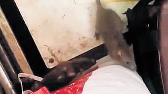 A rodent found moving in the patient ward at the government maternity hospital