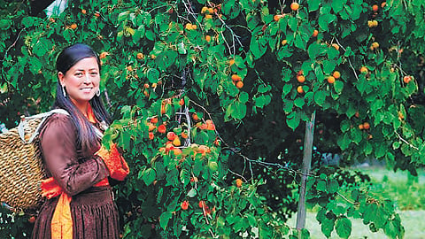 Apricot Trees