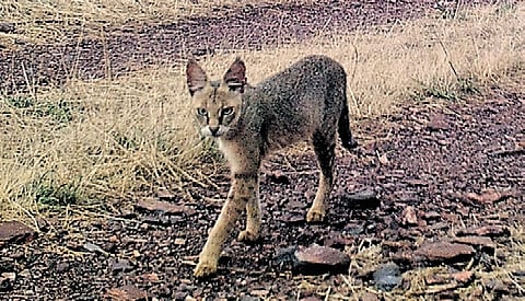 A jungle cat spotted in Kappatagudda 