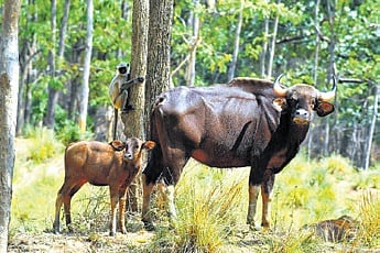 At least 659 Indian Bisons or Gaurs were counted in the first-ever census of the animals conducted in Debrigarh wildlife sanctuary. 