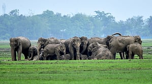 Elephant herds have destroyed around 73,620 acre of crops and damaged 10,259 houses during the last three years.