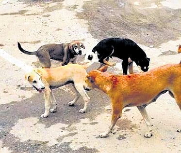 stray dog menace.