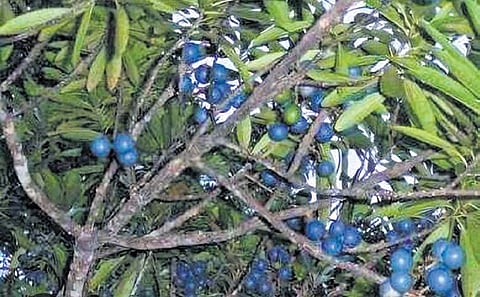 A Rudraksha tree in the farmland 
of Adarsh Kumar