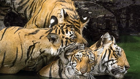 India's 56th tiger reserve notified in Chhatisgarh
