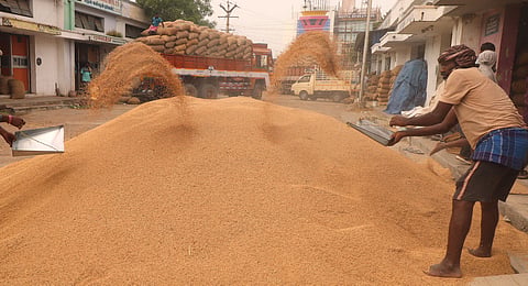 Workers seen drying paddy after packing and sending it to rice mills in Madurai.