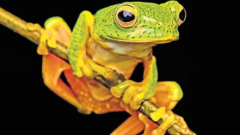 Anaimalai gliding frog 