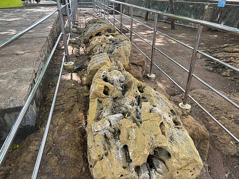 Inadequate signboards and lack of amenities prove to be a letdown for visitors at the park located at Sathanur village. (Inset) The Fossil Wood 