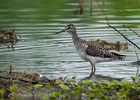 A communication to all the government departments in the state will be sent seeking complete information of the wetlands in Karnataka. 