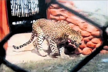 The zoo of Rourkela Steel Plant’s Indira Gandhi Park received two new residents, a male and a female leopard.