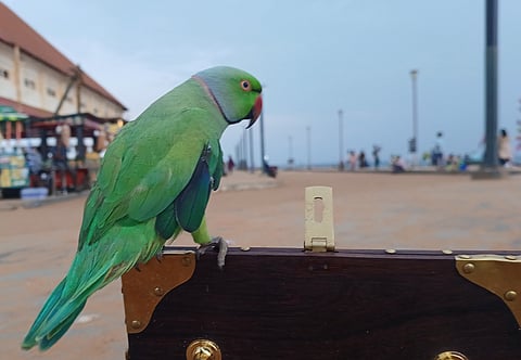 Parakeet image used for representative purpose.