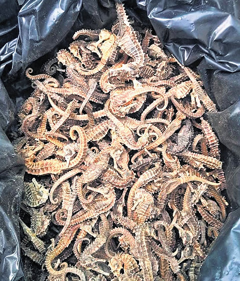 The consignment contained 25kg of dried sea horse 