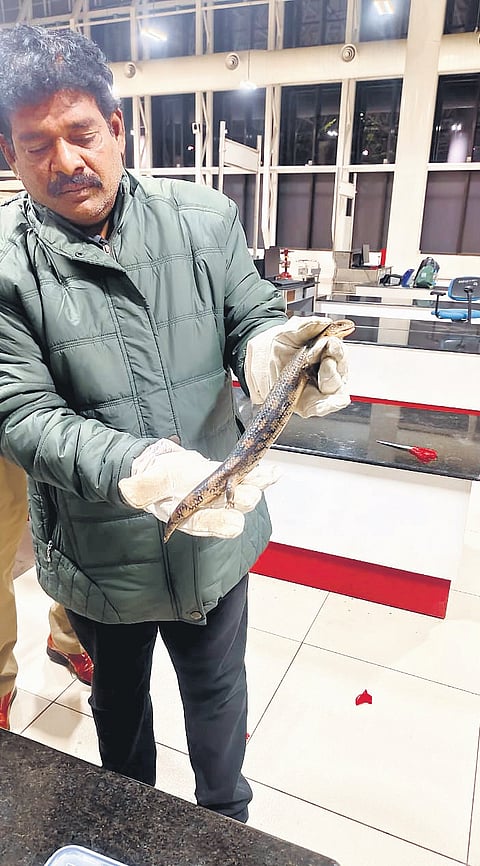 Six Eastern Blue-Tongued Lizards found concealed in cake packets at Visakhapatnam Airport 