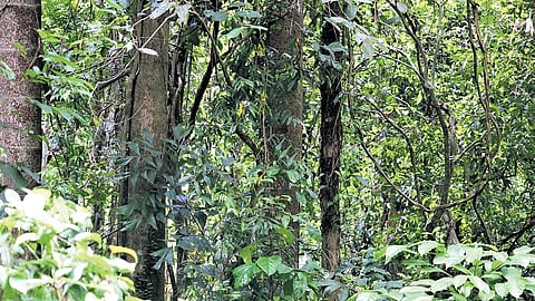 A sacred grove 
