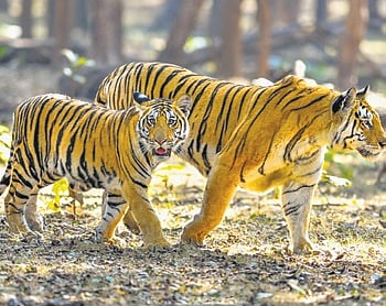 The great tiger road trip
