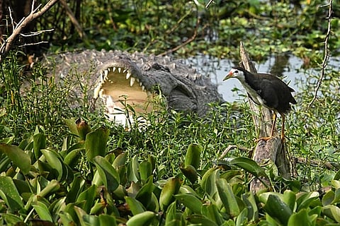 The at the 5,000-hectare Kukrail Reserve Forest is known for housing gharials, sambars and blackbucks