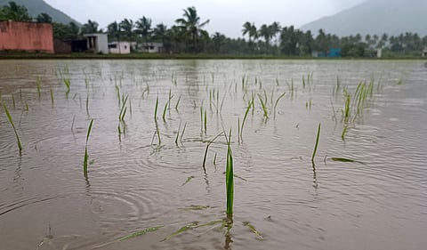 The newly planted crops have been damaged by heavy rainfall caused by Cyclone Fengal near Amirthi in Vellore district