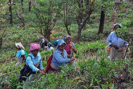 The women tea estate workers are engaged in their job in Manjolai in Tirunelveli - 