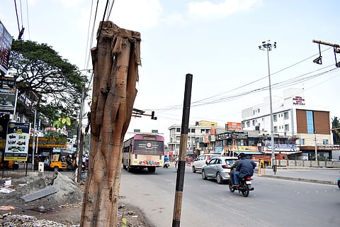 The highways department officials have cut a couple of trees on the Mettupalayam Road near the Saibaba Colony junction in view of the flyover works without obtaining proper permission.