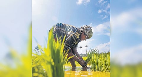 Karnataka Agricultural Price Commission remains headless since July 2022