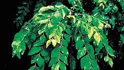 The plant every Indian loves to grow 