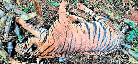 Carcass of a tiger was found amid liquor bottles in Chelukkady forest recently 