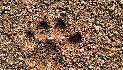 Tiger pug marks
