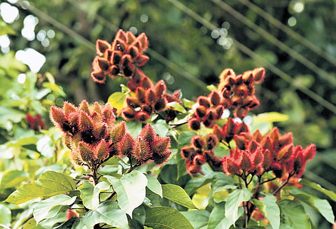 Bixa Orellana plantation in Alluri Sitharama Raju district.